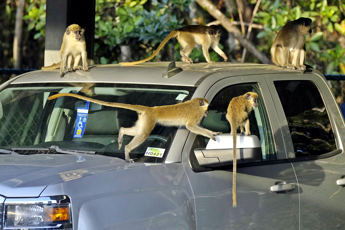 Monkeys Near Florida Airport Delight Visitors - Sakshi8