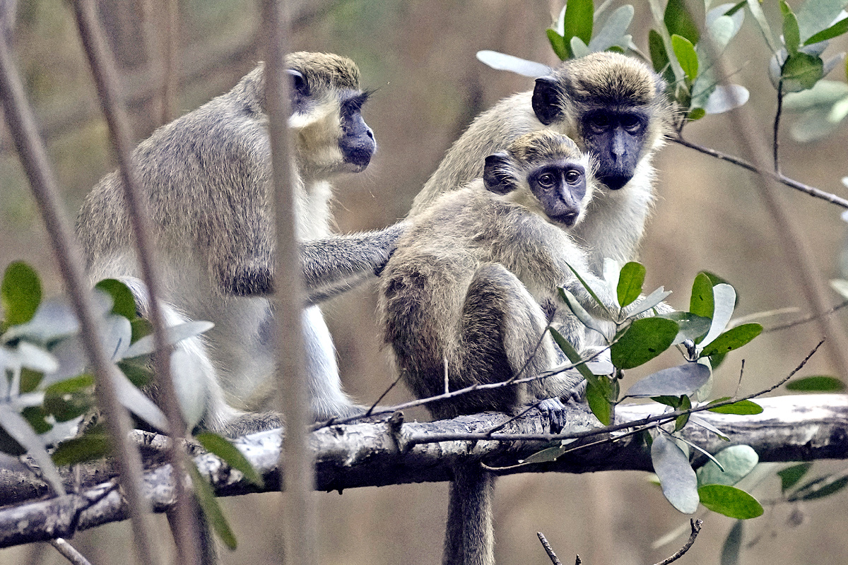 Monkeys Near Florida Airport Delight Visitors - Sakshi9