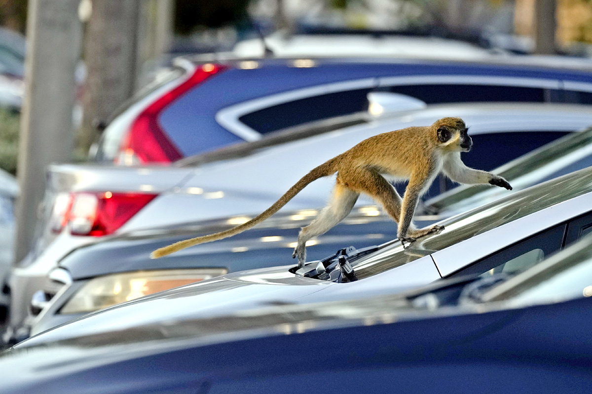 Monkeys Near Florida Airport Delight Visitors - Sakshi10