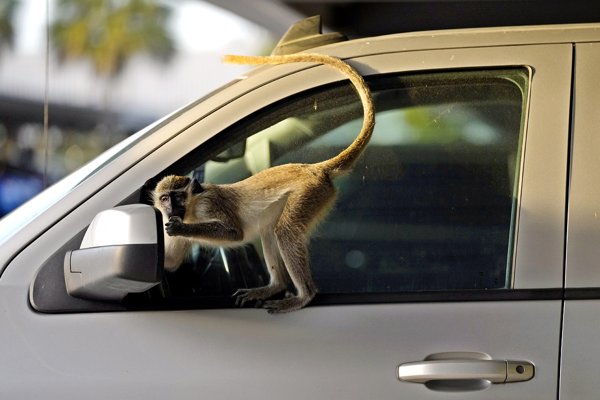 Monkeys Near Florida Airport Delight Visitors - Sakshi11