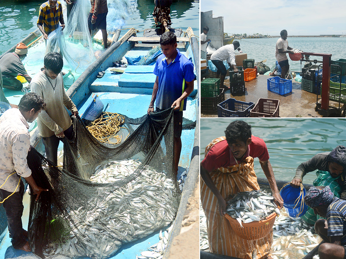 fishermen catch large amount of fishes in Visakhapatnam Photo Gallery - Sakshi1