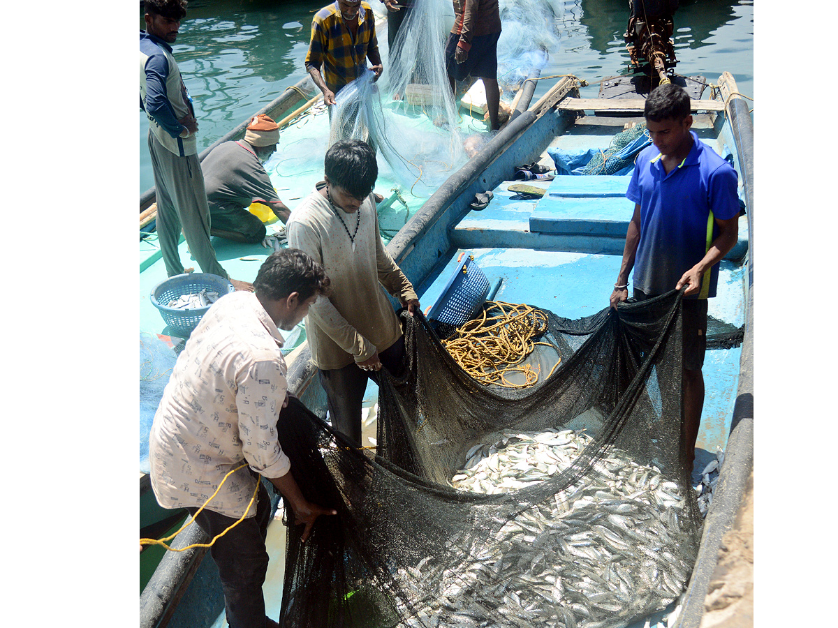 fishermen catch large amount of fishes in Visakhapatnam Photo Gallery - Sakshi2