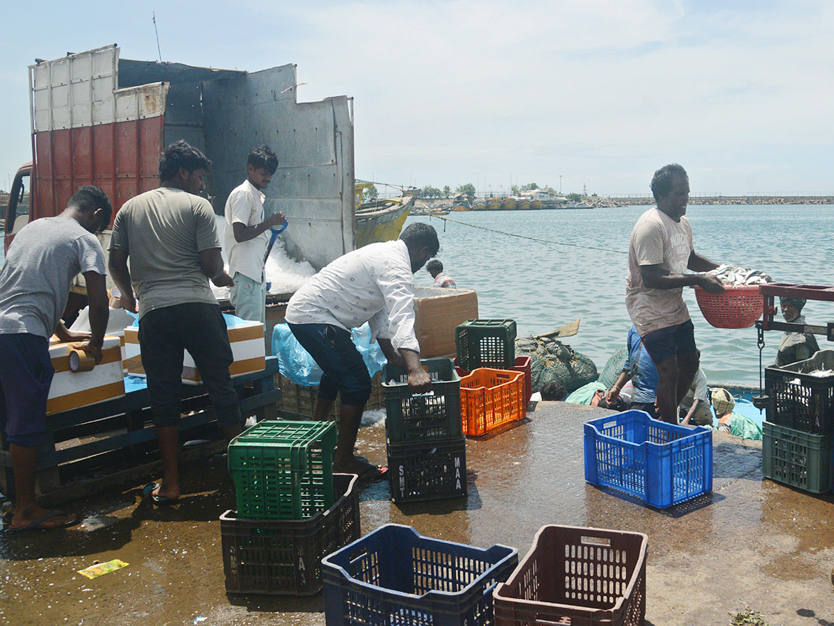 fishermen catch large amount of fishes in Visakhapatnam Photo Gallery - Sakshi11