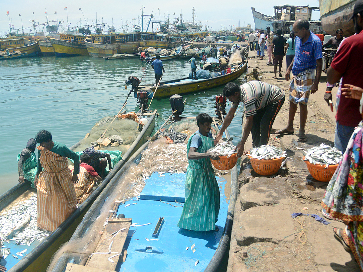 fishermen catch large amount of fishes in Visakhapatnam Photo Gallery - Sakshi4