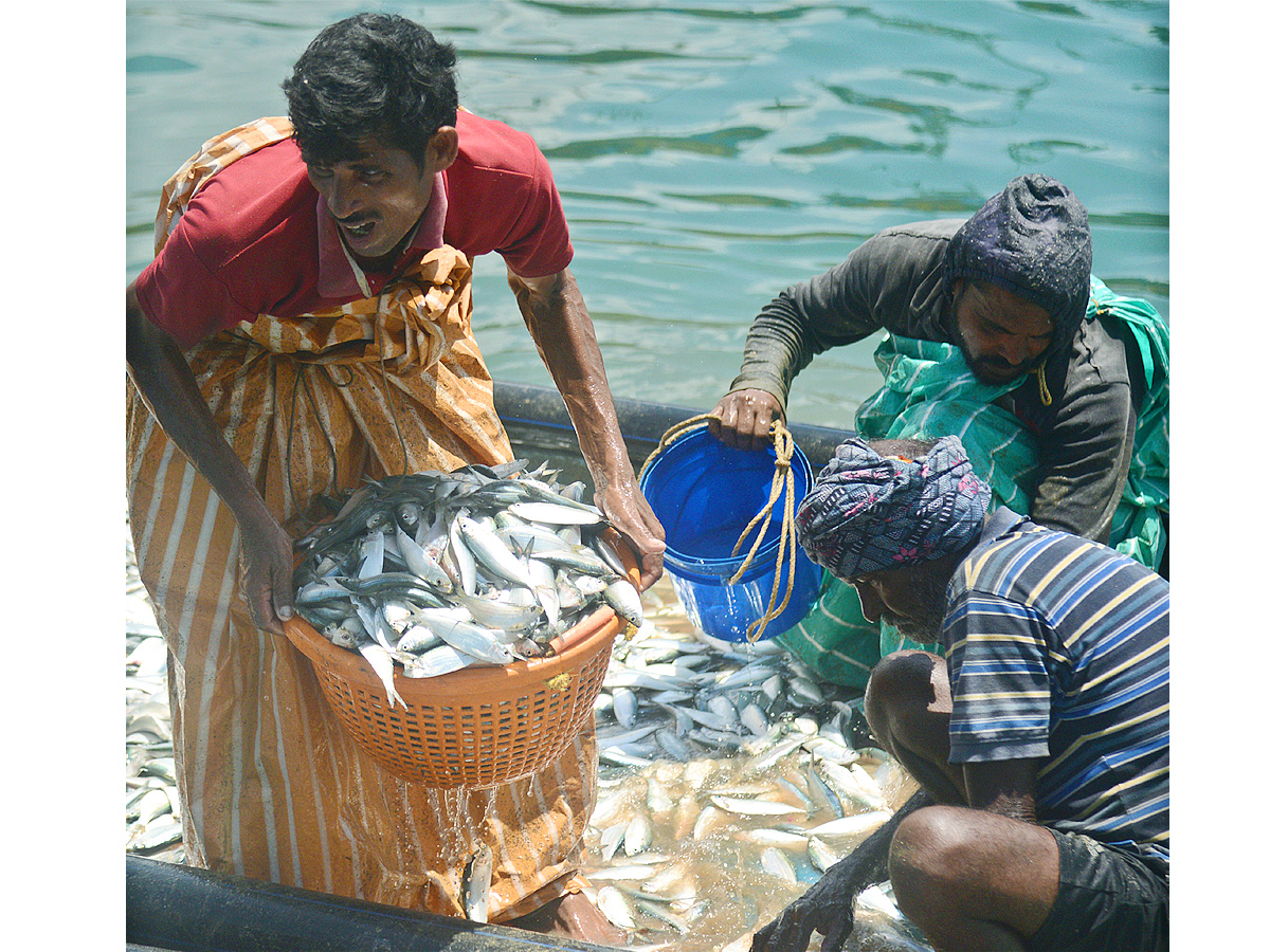 fishermen catch large amount of fishes in Visakhapatnam Photo Gallery - Sakshi5