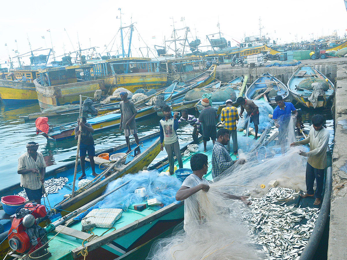 fishermen catch large amount of fishes in Visakhapatnam Photo Gallery - Sakshi6