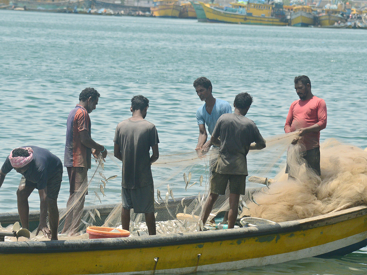 fishermen catch large amount of fishes in Visakhapatnam Photo Gallery - Sakshi10