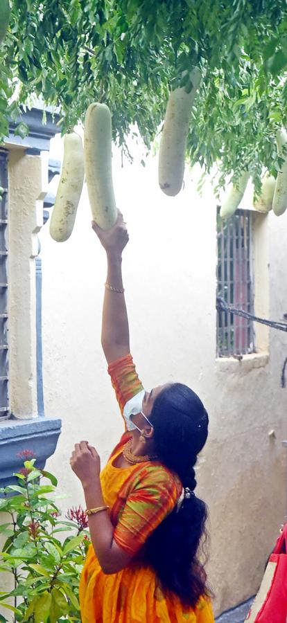 Vijayawada : Shakambari Utsav at Kanaka Durga Temple - Sakshi15