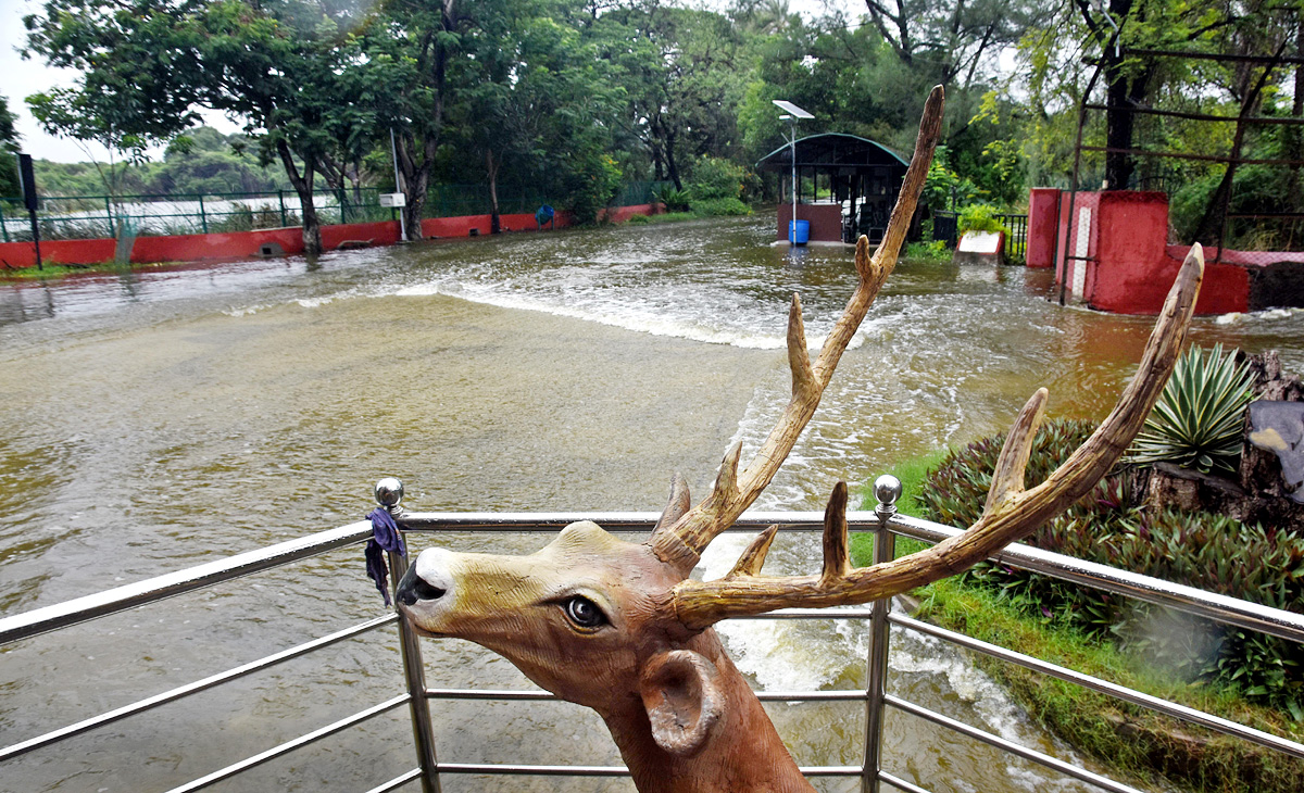 Nehru Zoo Park Closes Lion Safari In Hyderabad - Sakshi17