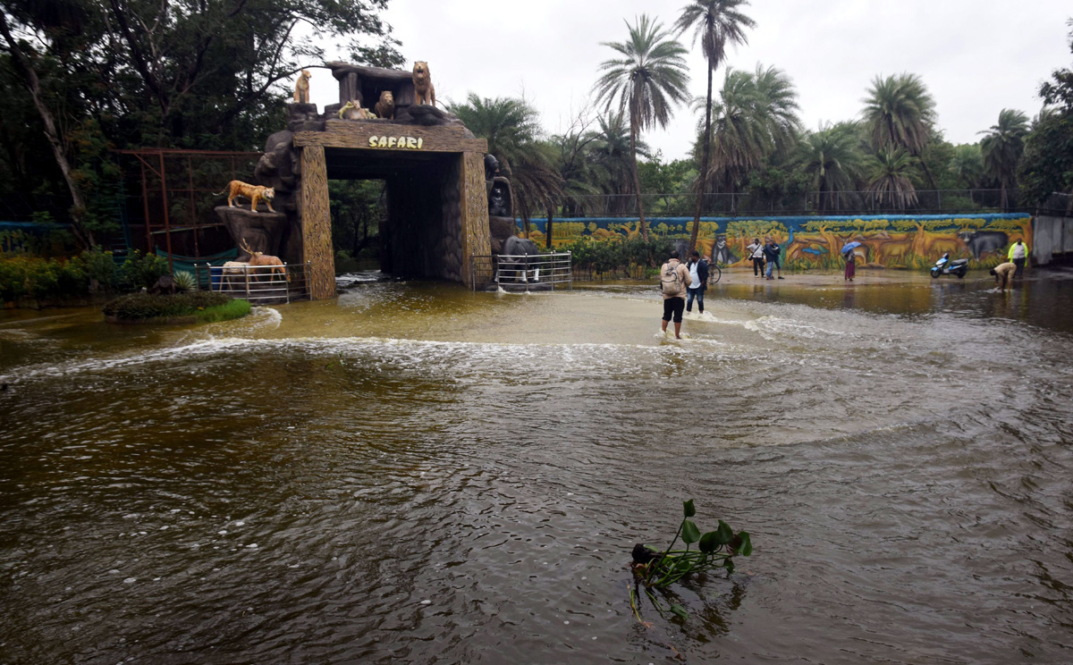 Nehru Zoo Park Closes Lion Safari In Hyderabad - Sakshi13