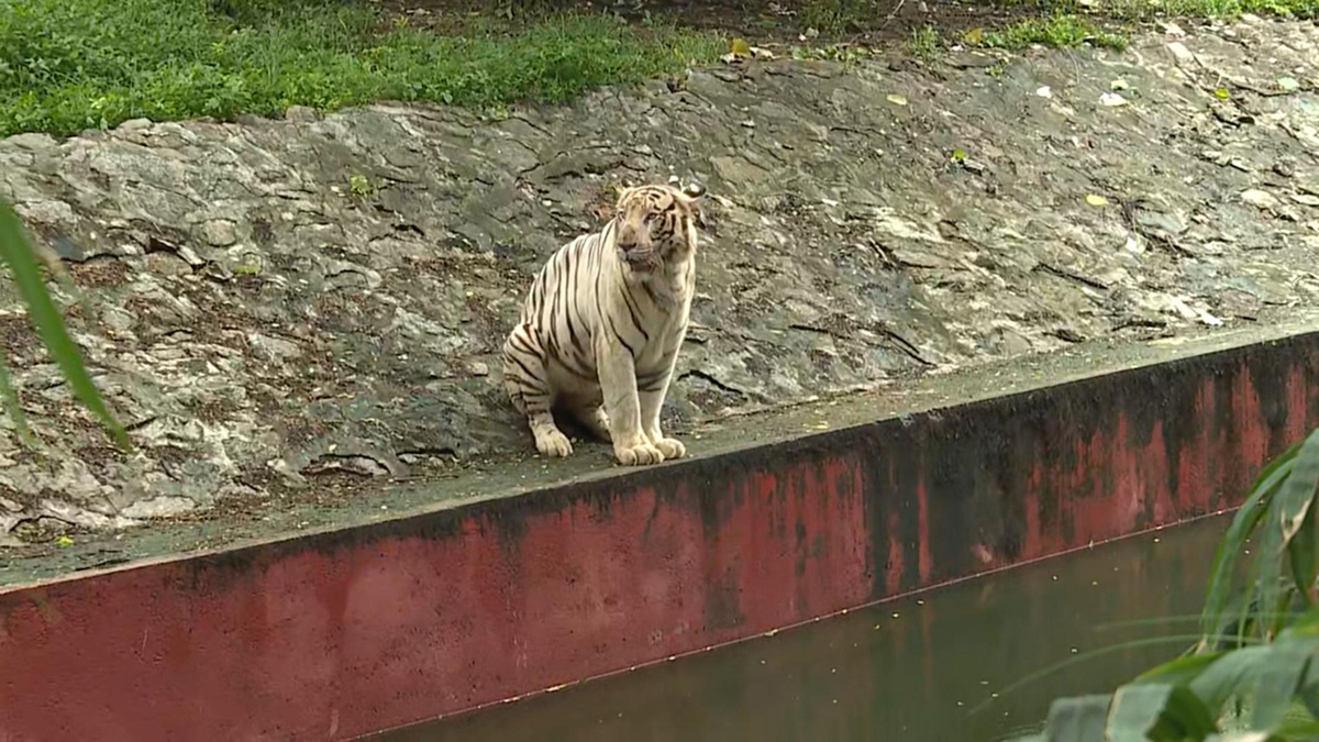 Nehru Zoo Park Closes Lion Safari In Hyderabad - Sakshi3