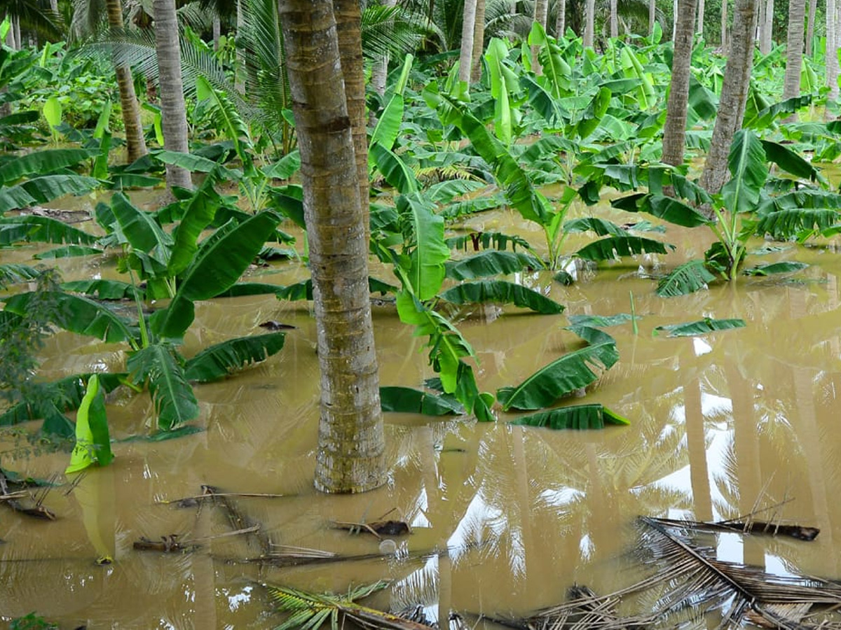 Godavari Flood Affect in Konaseema District Photo Gallery - Sakshi32