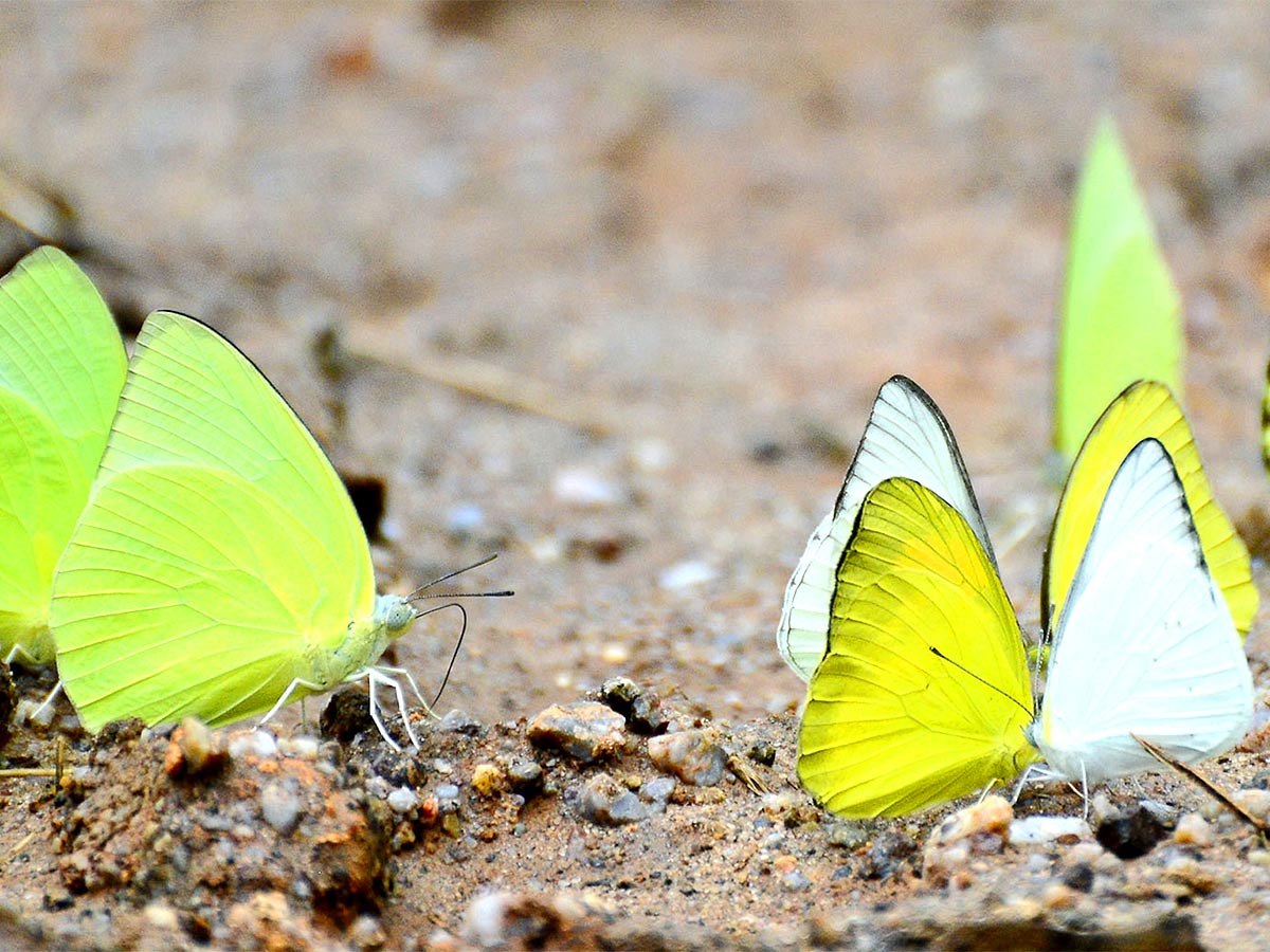 Mulapadu Forest Area Butterfly Park by Vijayawada - Sakshi11