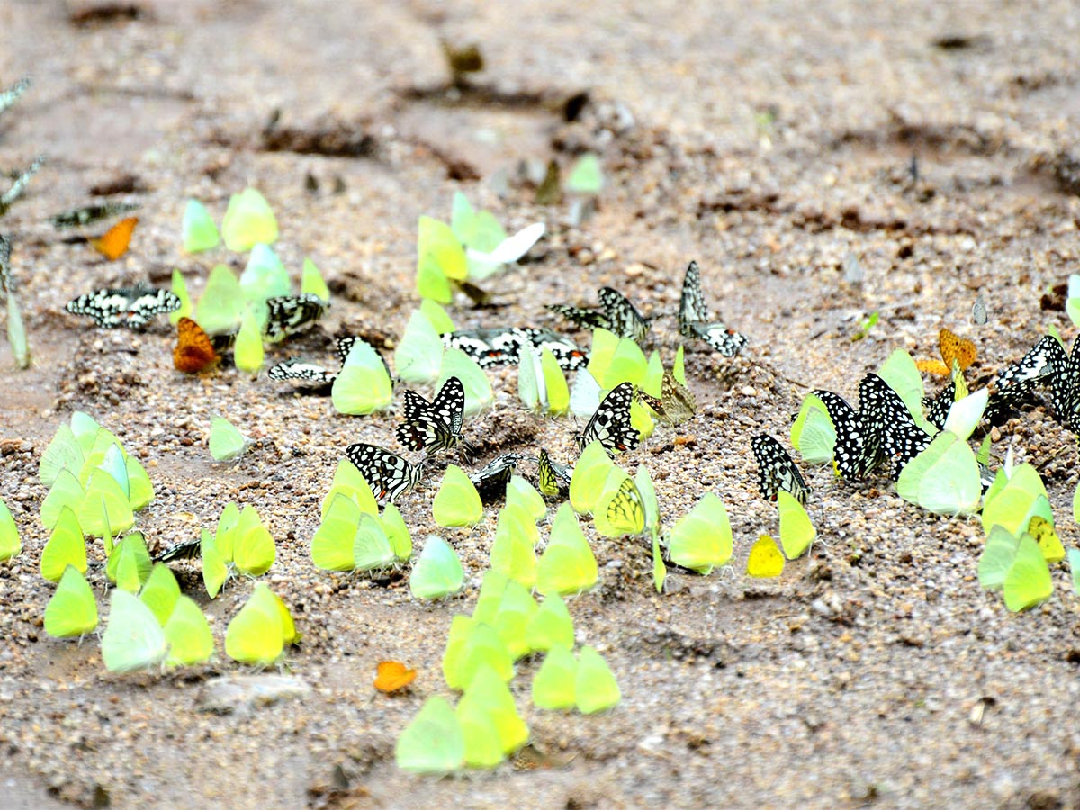 Mulapadu Forest Area Butterfly Park by Vijayawada - Sakshi12