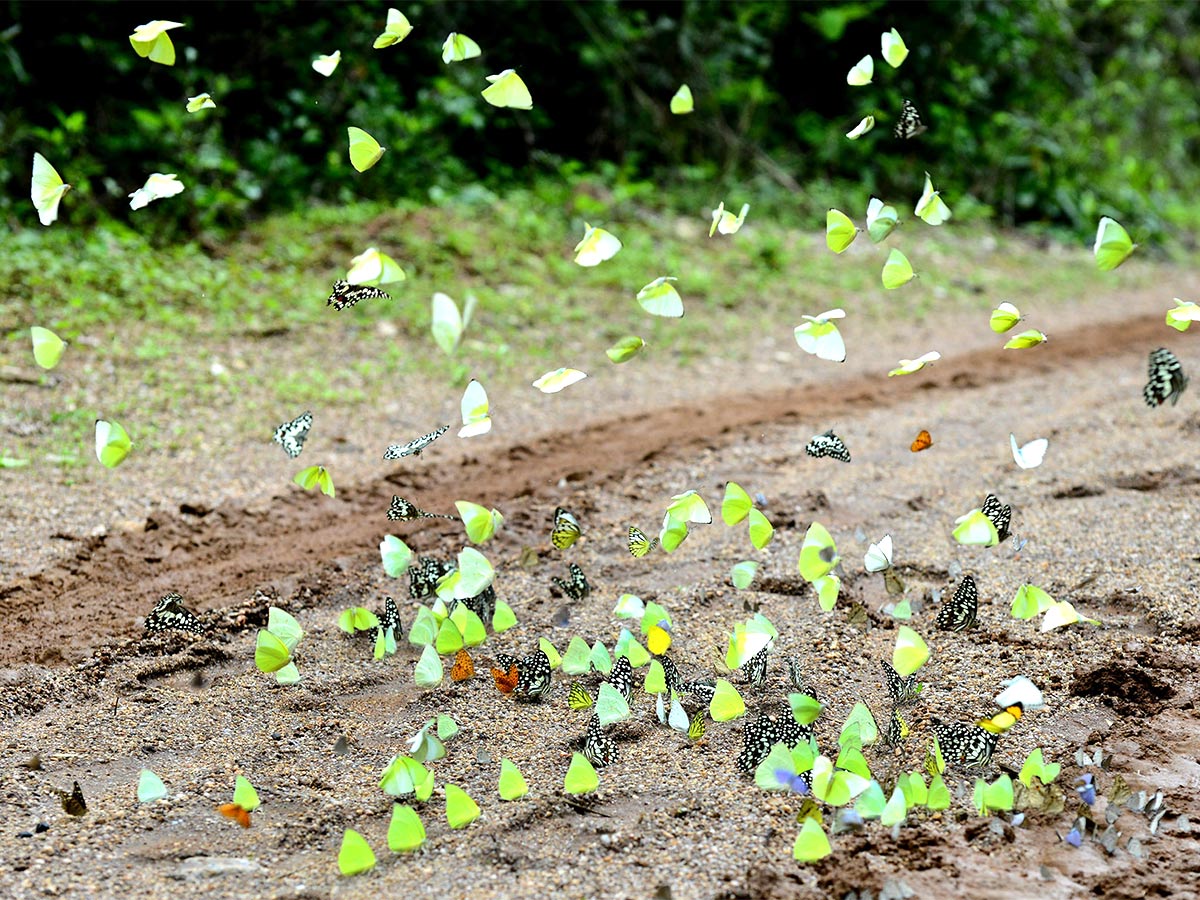 Mulapadu Forest Area Butterfly Park by Vijayawada - Sakshi13