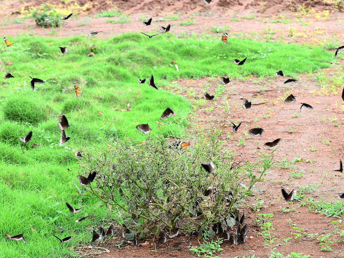 Mulapadu Forest Area Butterfly Park by Vijayawada - Sakshi14