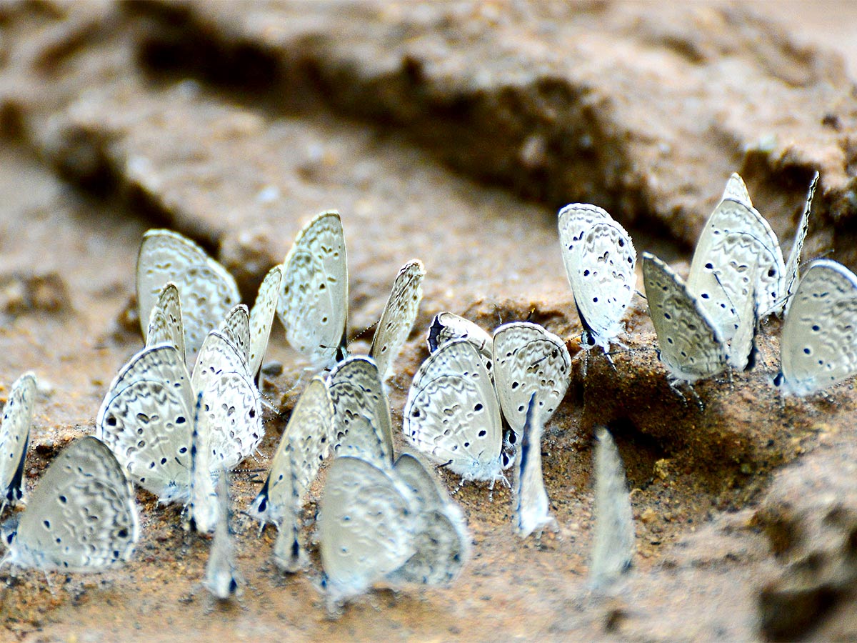 Mulapadu Forest Area Butterfly Park by Vijayawada - Sakshi15