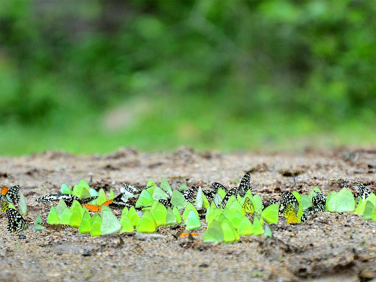 Mulapadu Forest Area Butterfly Park by Vijayawada - Sakshi16