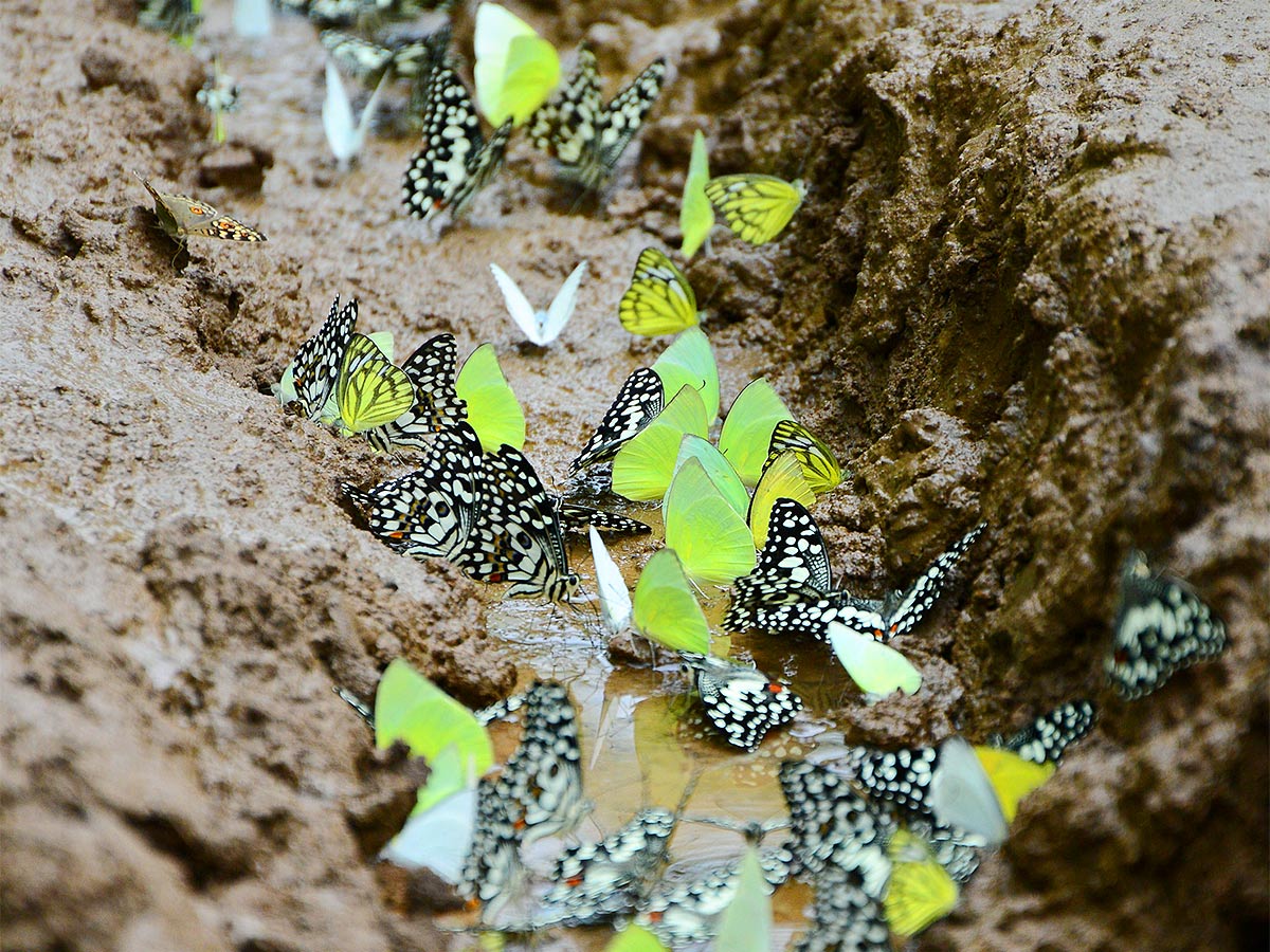 Mulapadu Forest Area Butterfly Park by Vijayawada - Sakshi17