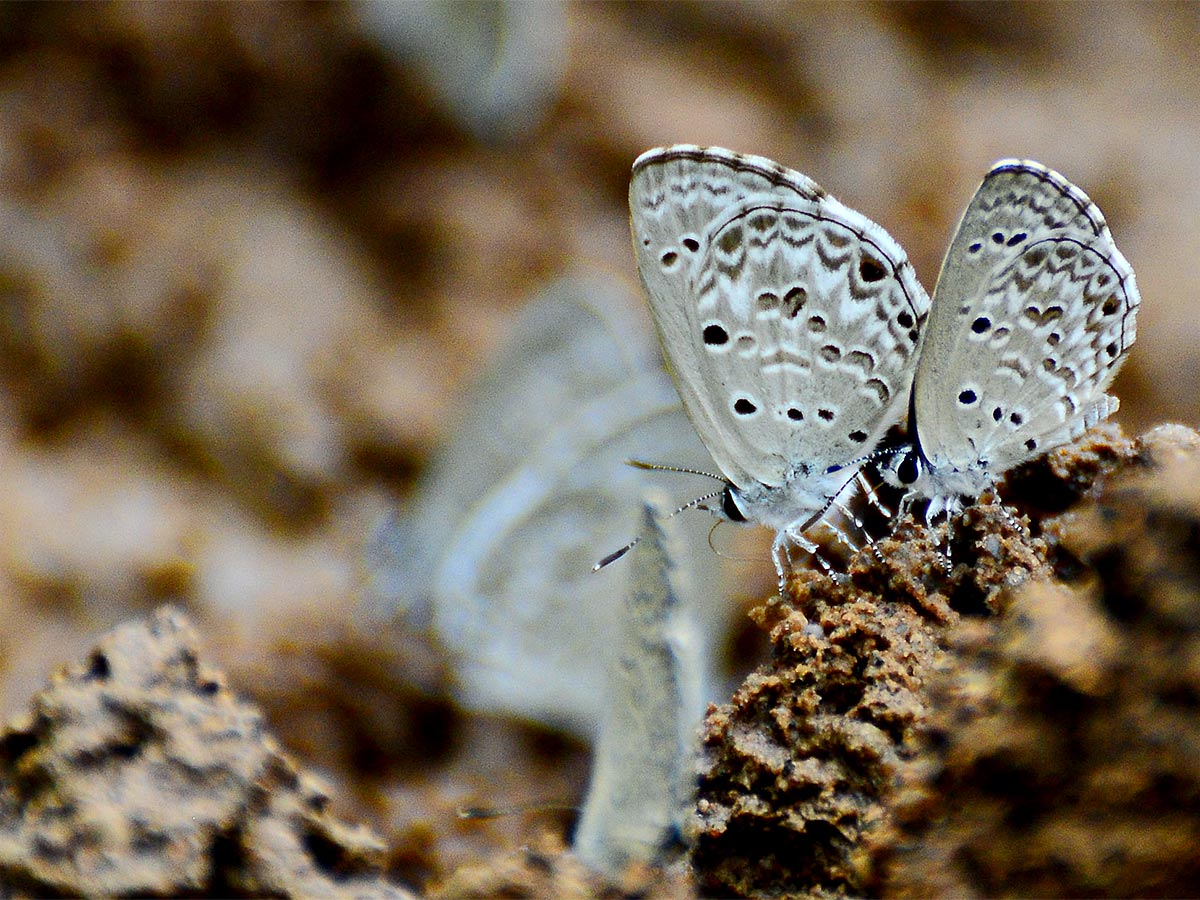 Mulapadu Forest Area Butterfly Park by Vijayawada - Sakshi18