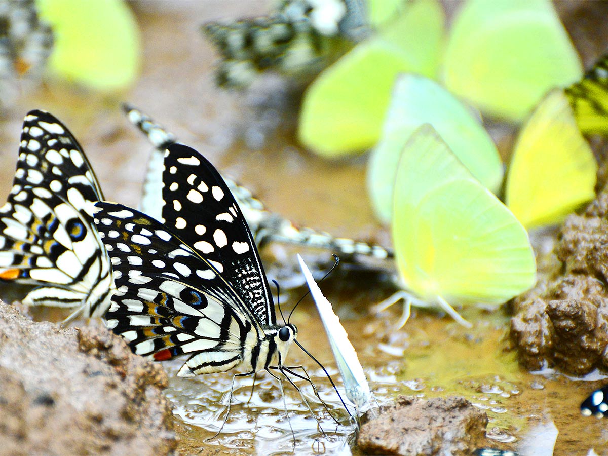 Mulapadu Forest Area Butterfly Park by Vijayawada - Sakshi19