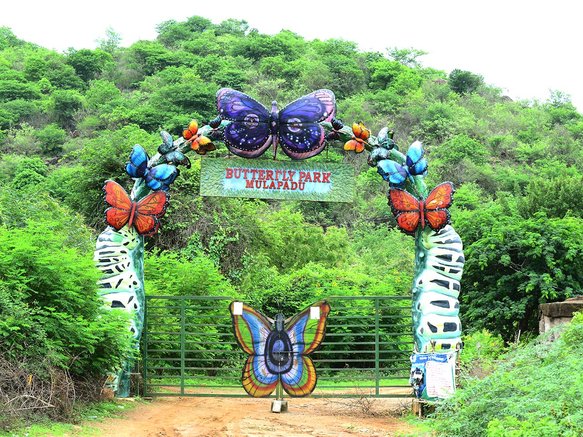 Mulapadu Forest Area Butterfly Park by Vijayawada - Sakshi2