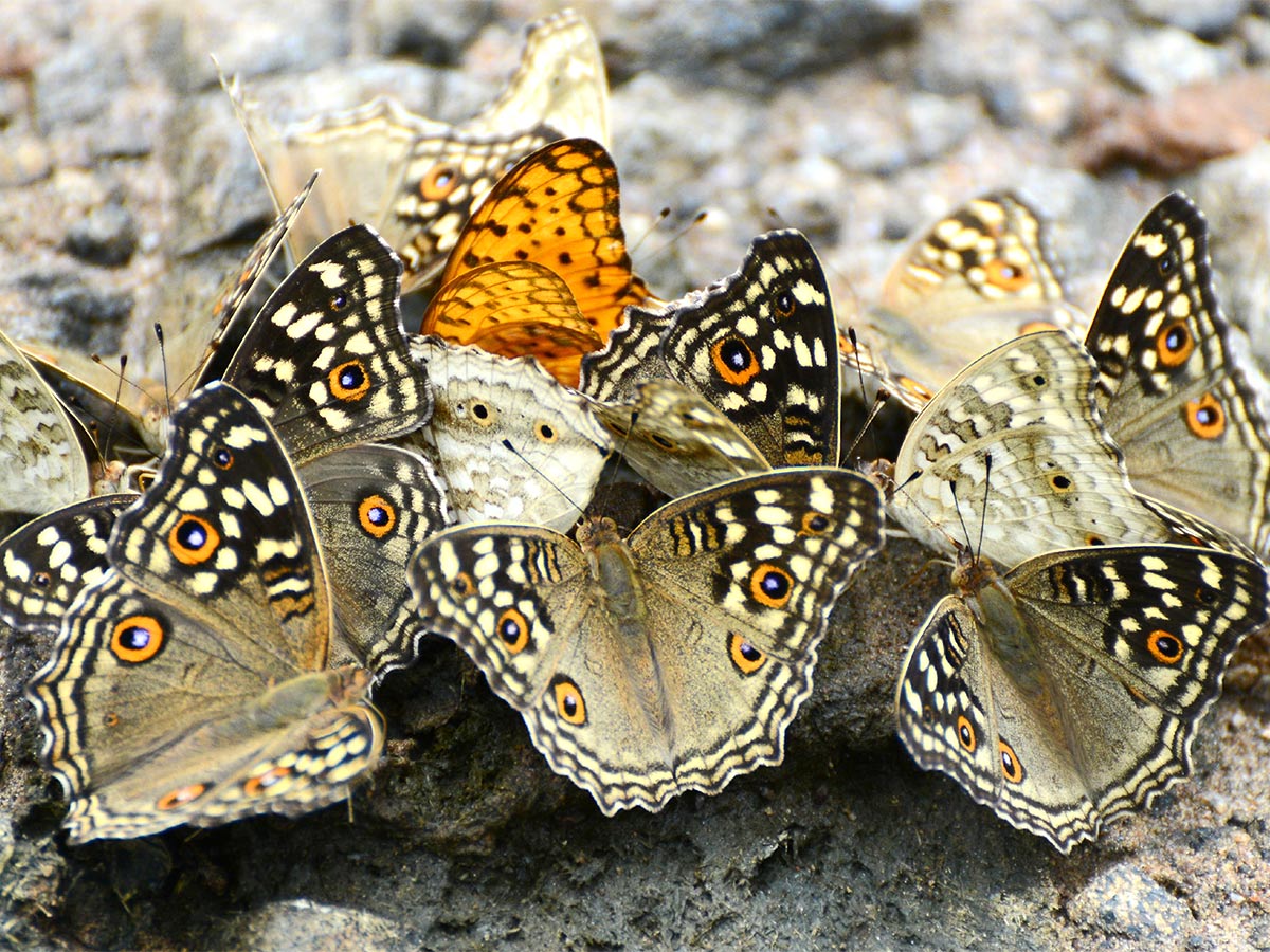 Mulapadu Forest Area Butterfly Park by Vijayawada - Sakshi20