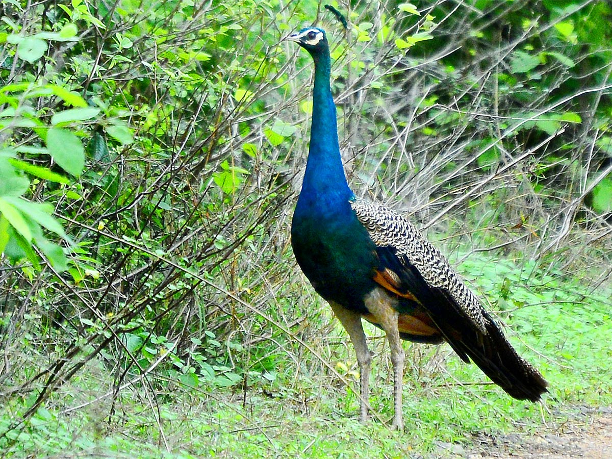 Mulapadu Forest Area Butterfly Park by Vijayawada - Sakshi3