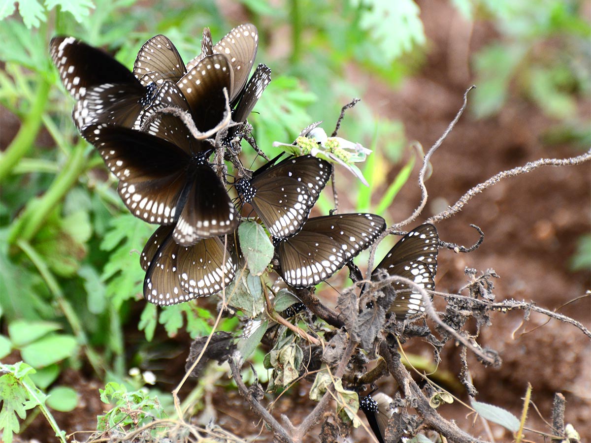 Mulapadu Forest Area Butterfly Park by Vijayawada - Sakshi4