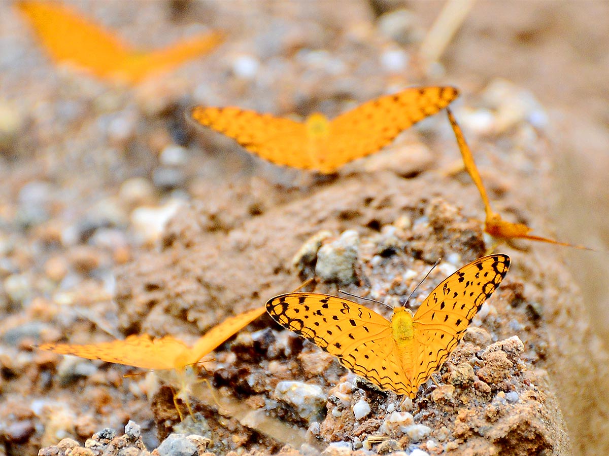 Mulapadu Forest Area Butterfly Park by Vijayawada - Sakshi5