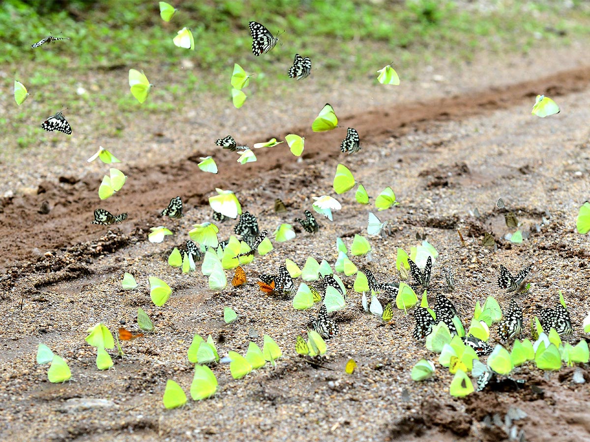 Mulapadu Forest Area Butterfly Park by Vijayawada - Sakshi6