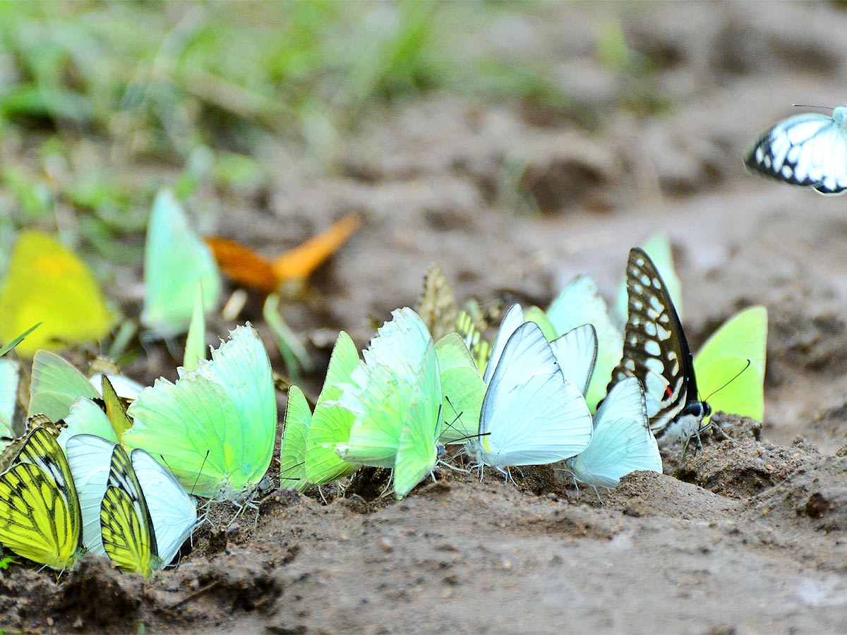 Mulapadu Forest Area Butterfly Park by Vijayawada - Sakshi7