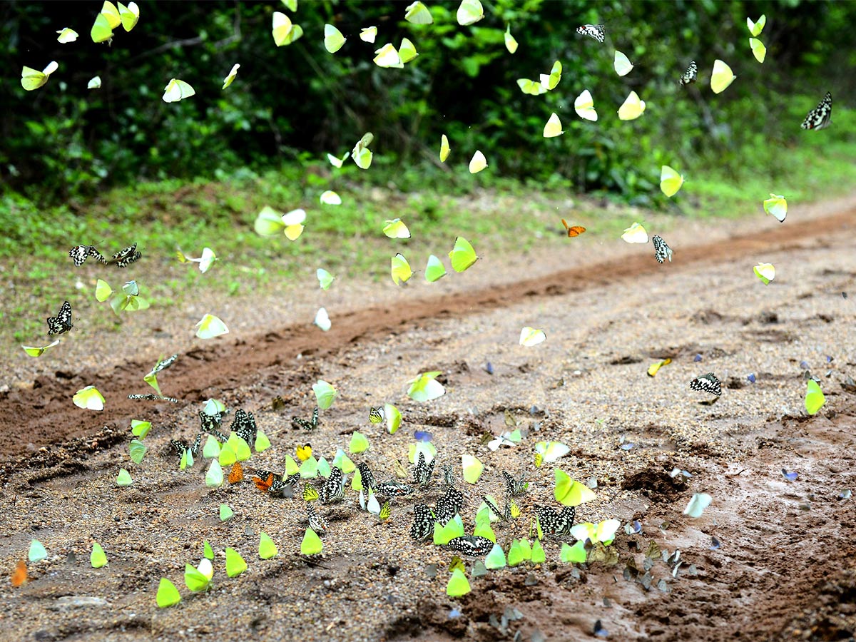 Mulapadu Forest Area Butterfly Park by Vijayawada - Sakshi8