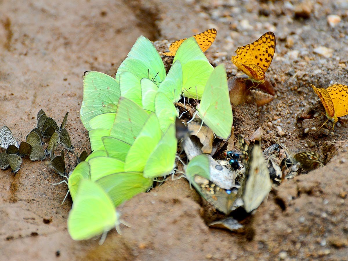 Mulapadu Forest Area Butterfly Park by Vijayawada - Sakshi9