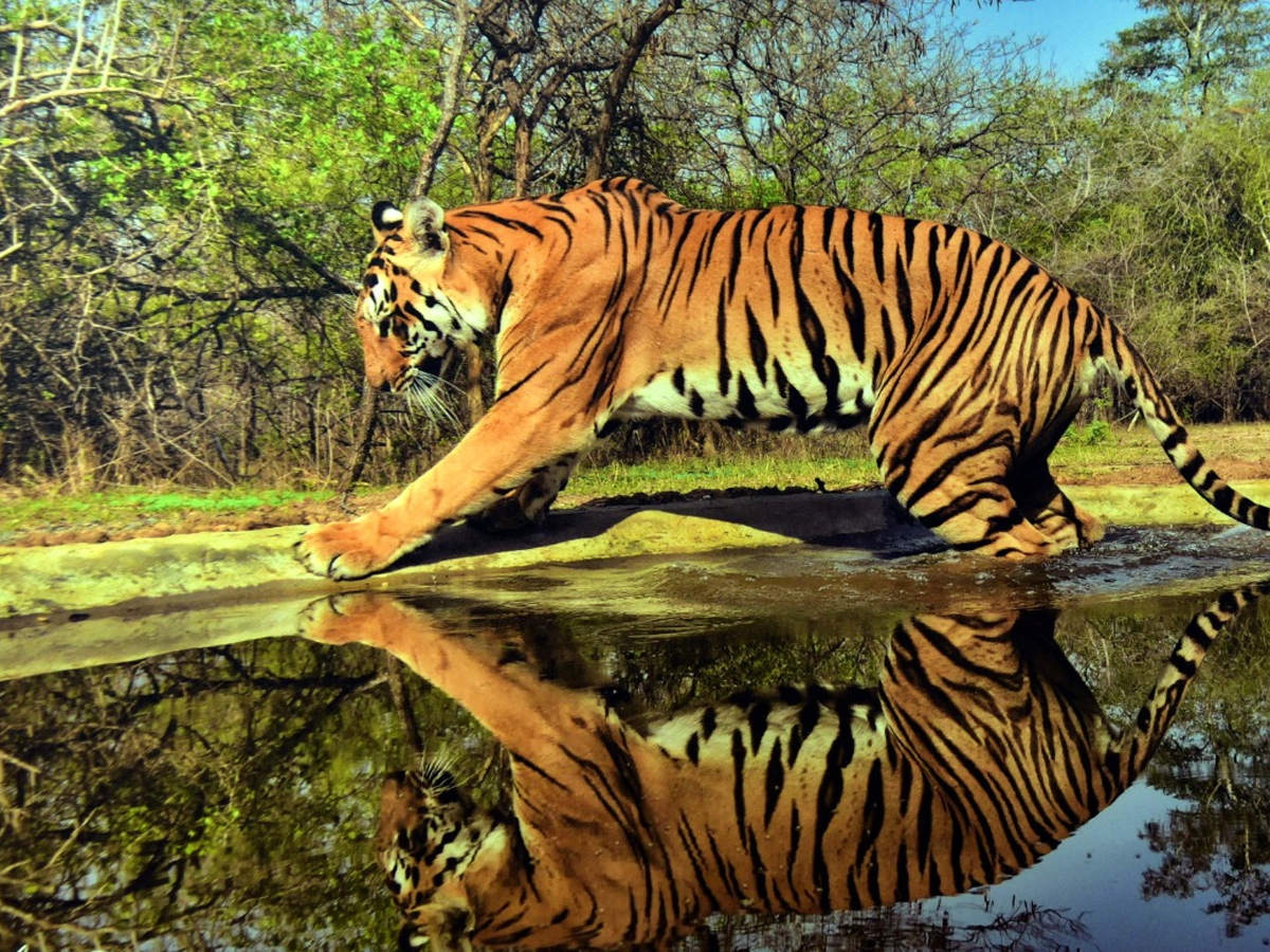 International Tiger Day 2022 Photo Gallery - Sakshi1