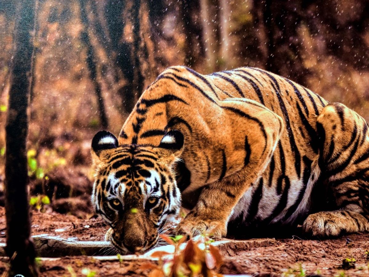 International Tiger Day 2022 Photo Gallery - Sakshi5