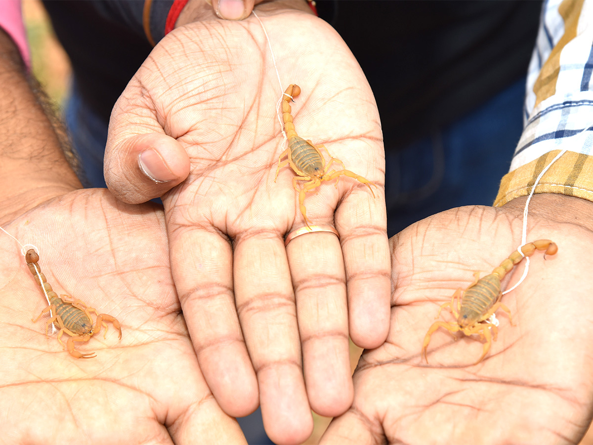 Devotees offering scorpions to lord Venkateswara in Kurnool Temple - Sakshi2