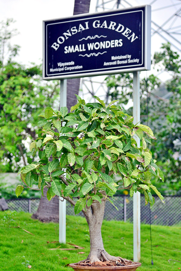 Rajiv Gandhi Park in Vijayawada  - Sakshi17