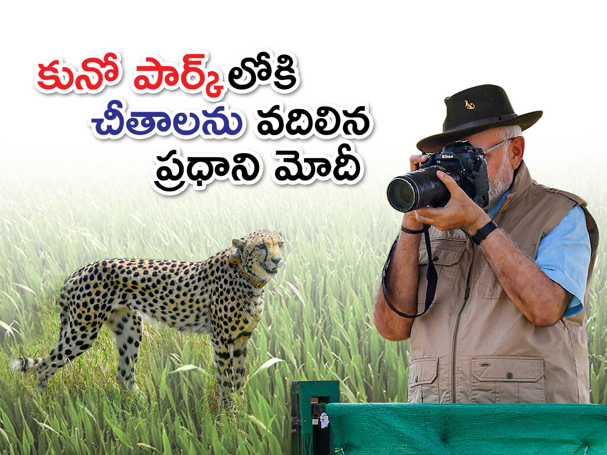 Narendra Modi Releases Cheetahs Kuno Park Photos - Sakshi1