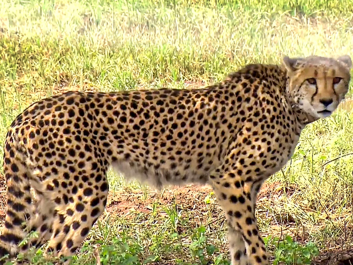 Narendra Modi Releases Cheetahs Kuno Park Photos - Sakshi2