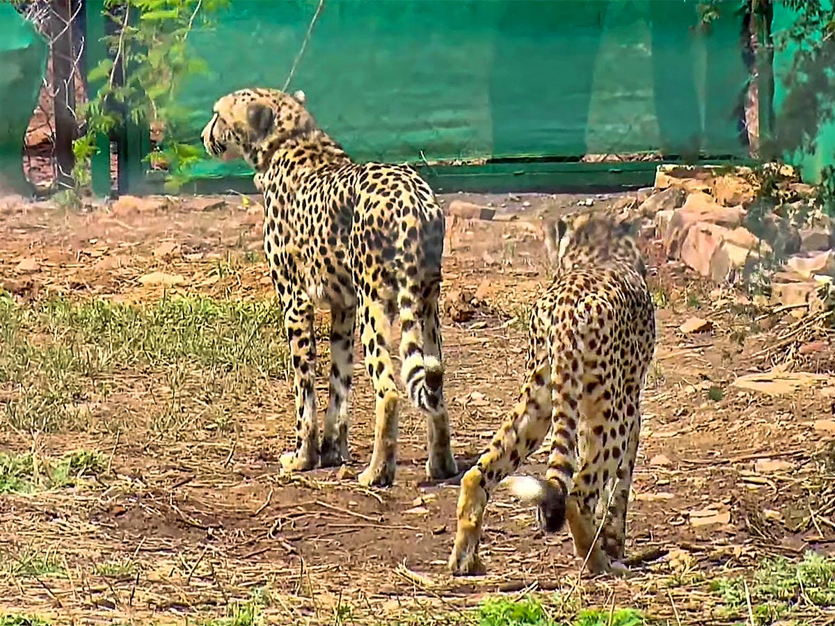 Narendra Modi Releases Cheetahs Kuno Park Photos - Sakshi3