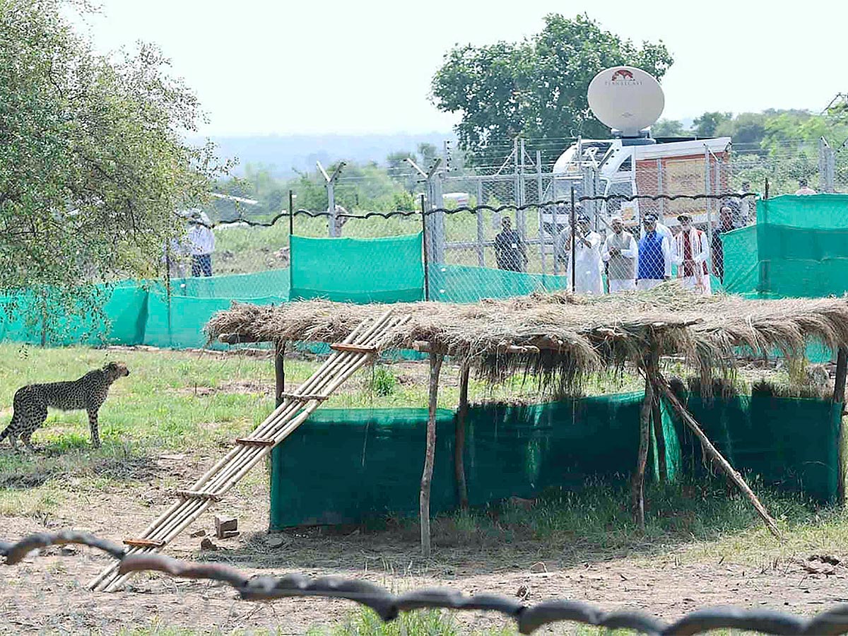 Narendra Modi Releases Cheetahs Kuno Park Photos - Sakshi11