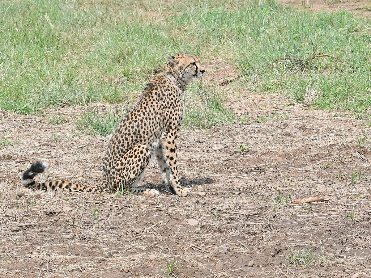 Narendra Modi Releases Cheetahs Kuno Park Photos - Sakshi13