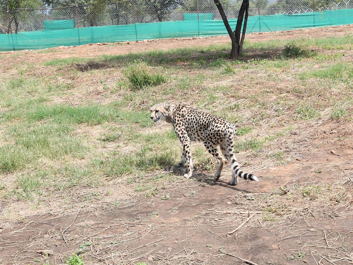 Narendra Modi Releases Cheetahs Kuno Park Photos - Sakshi14