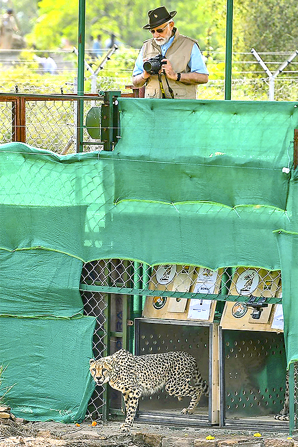 Narendra Modi Releases Cheetahs Kuno Park Photos - Sakshi16