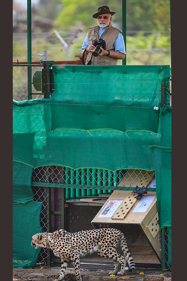 Narendra Modi Releases Cheetahs Kuno Park Photos - Sakshi25