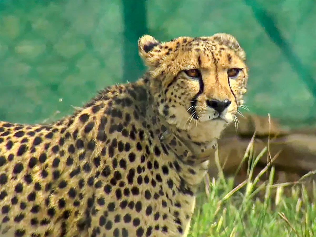 Narendra Modi Releases Cheetahs Kuno Park Photos - Sakshi7