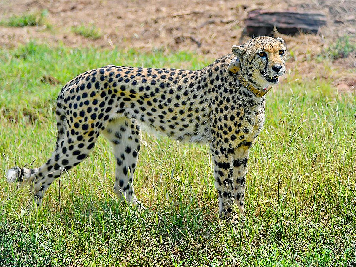 Narendra Modi Releases Cheetahs Kuno Park Photos - Sakshi8