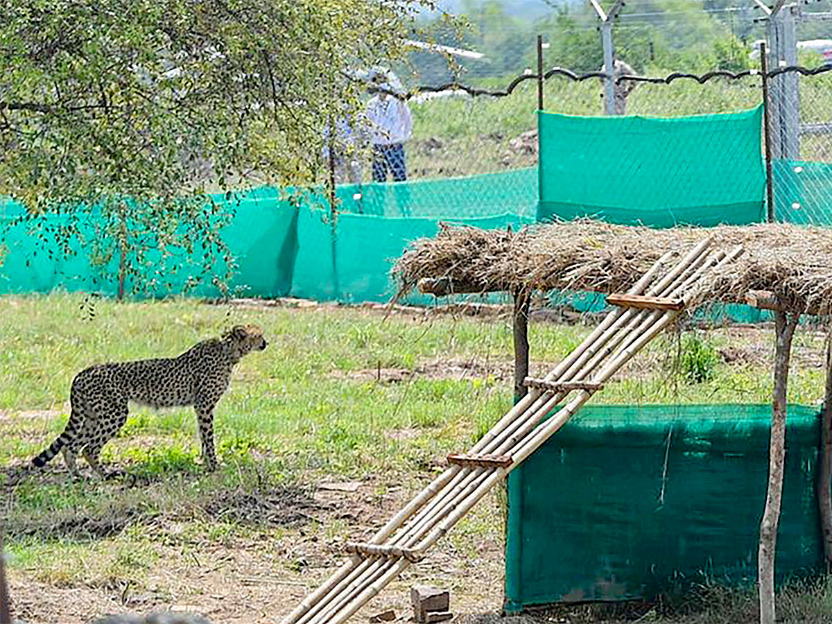 Narendra Modi Releases Cheetahs Kuno Park Photos - Sakshi10