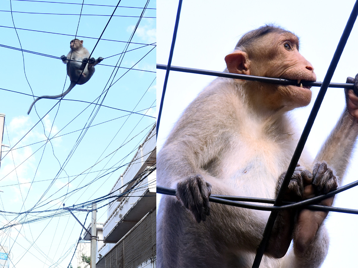 Best Photos of The Week in AP and Telangana Photo Gallery - Sakshi38
